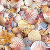 Beach Day - Assorted Packed Beach Shells