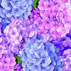 Garden Bouquet - Packed Hydrangeas - Timeless