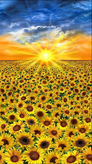 Timeless Treasures - Sunflower Sunset Panel