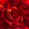 Dream Big - Red Rose Panel by Hoffman Fabrics