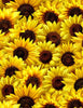 Wild Flower - Packed Sunflowers Yardage