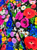 Large Colorful Bright Florals Backing Yardage