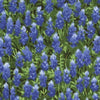 Wildflowers Favorites - Best Of Texas - Summer Bluebonnets Yardage