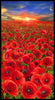 Sunset Poppies - Poppy Field Panel by Timeless