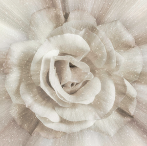 Dream Big - Ivory Rose Panel by Hoffman Fabrics