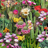Southwest - Cactus Flowers Bloom by Timeless