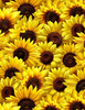 Wild Flower - Packed Sunflowers Fabric
