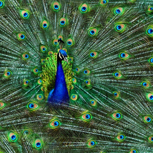 Hoffman Proud As A Peacock - Peacock Digital Print - Designer Cotton