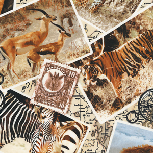 Safari Post Cards by Timeless Treasures | Novelty Fabrics 