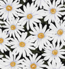 Sunny Days - Packed Daisies by Timeless Treasures | Royal Motif Fabrics