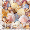 Beach Day - Assorted Packed Beach Shells