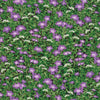 Moda Fabrics - Wildflowers IX Lilac - Wildflowers Purple