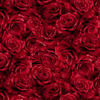 Cardinal Carols Roses Crimson/Silver by Hoffman Fabrics | Rose Fabric